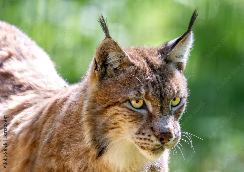 An European Lynx standing in a forrest in southern Germany An European Lynx standing in a forrest in southern Germany