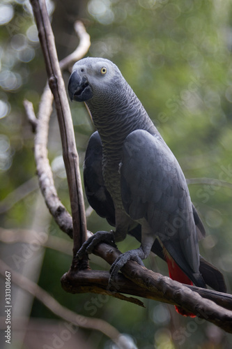  Gray Jaco parrot with red tail. Bird  smart  nature  tropics  exotica  zoo