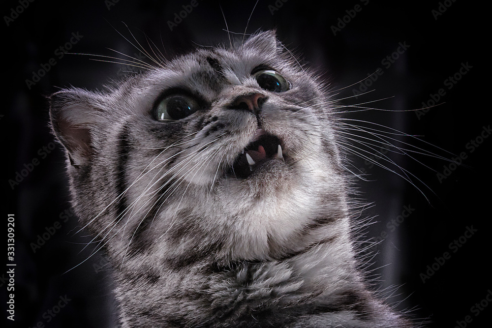  Beautiful scottish cat with open mouth close-up. Animal, pet, gray, cute, affectionate, furry, fangs