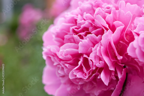 peony bloomed in the garden garden pink peony flower blooms in summer