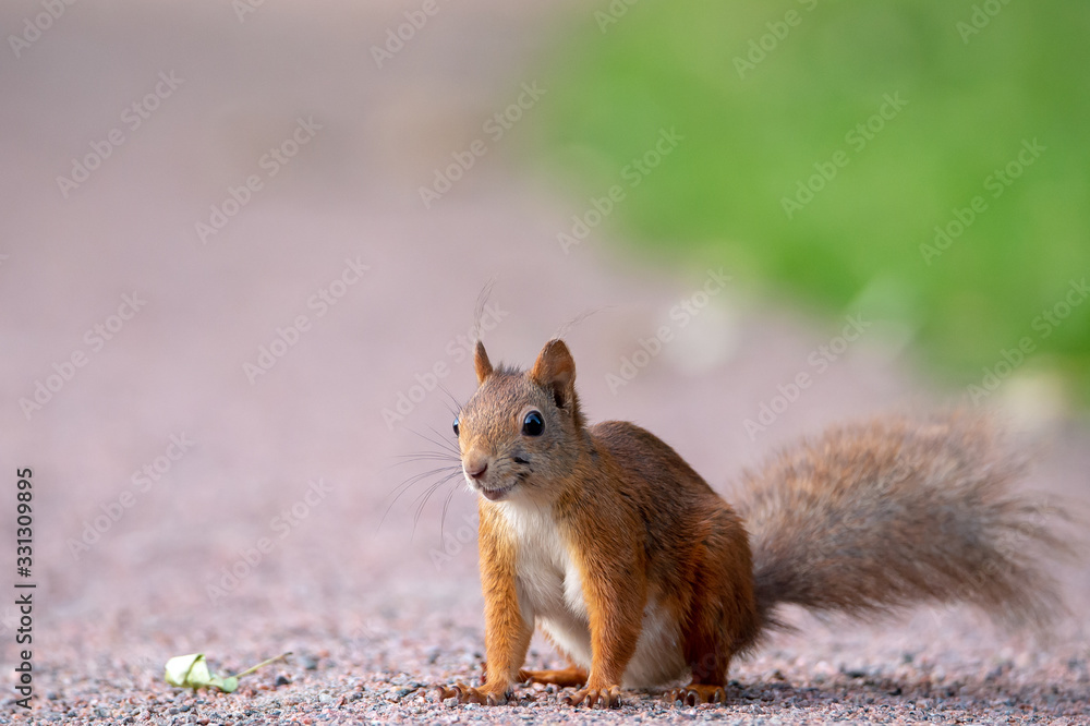 Portrait photography of a happy smiling squirrel that sits on a gravel road next to a lawn. Blurred bokeh background with place for text, lettering and copy space. Portrait photography of a happy smiling squirrel that sits on a gravel road next to a lawn. Blurred bokeh background with place for text, lettering and copy space.