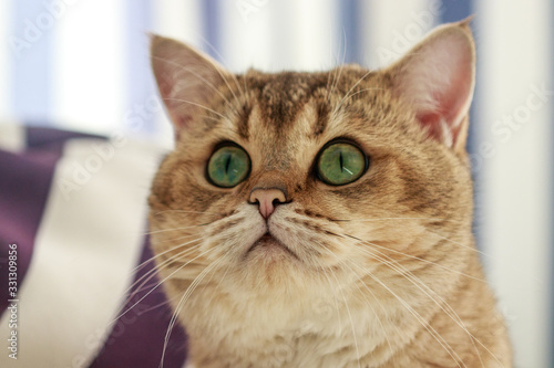 Wallpaper Mural Photo of a British cat breed. Pet, beautiful, smart, a cat with green eyes, a portrait of a cat, Torontodigital.ca