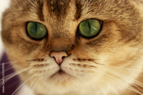 Photo of a British cat breed. Pet, cute, a cat with green eyes, a portrait of a cat,