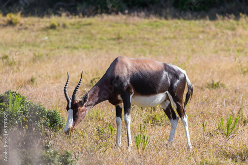 Gazelle in de Hoop nature reserve