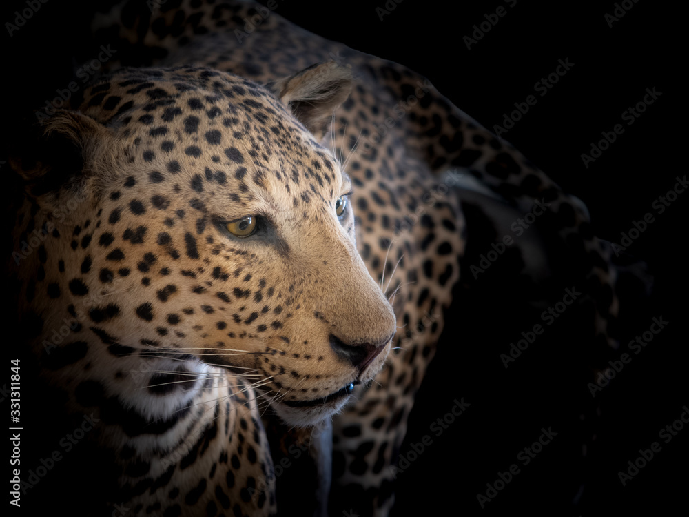 Closeup of a beautiful leopard head with a dark background Closeup of a beautiful leopard head with a dark background