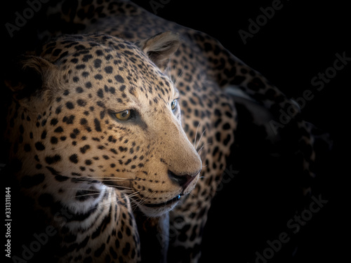 Closeup of a beautiful leopard head with a dark background