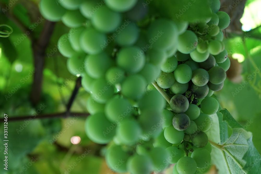 uvas verdes uvas verdes