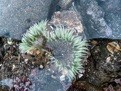 Anemone in the water. Tube-dwelling anemones. Sea animals close up. Ensenada. Baja California. Mexico.