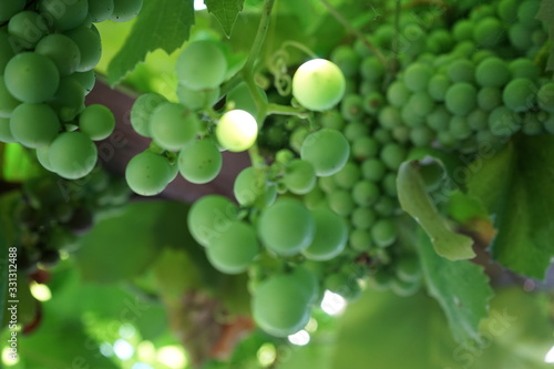 uvas verdes ricas