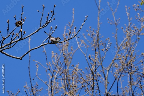 long tailed tit on branch