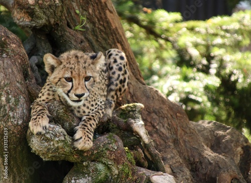 M  ody gepard na drzewie