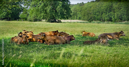 Cows on the grass © Jarek Papior