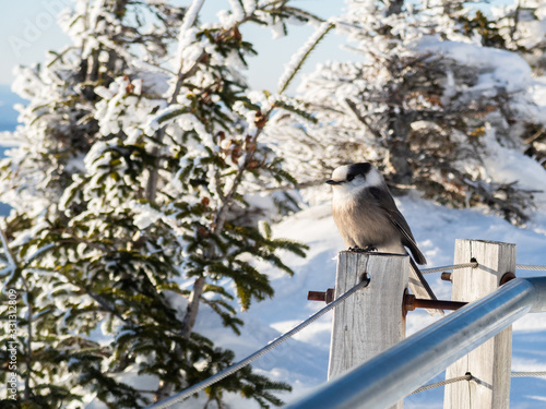 Closeup of a beautiful Canada Jay perched on a wire next to a metallic handrail with a winter background at Mont Mégantic national park, Quebec
