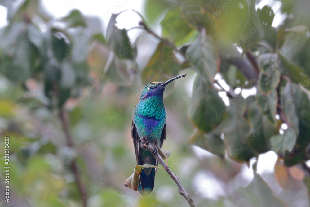 SPARKLING VIOLETEAR (Colibri coruscans), beautiful hummingbird with violet ears that is perched quietly on some branches. Huancayo-Peru