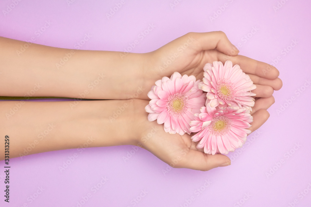 Closeup womans hand with a bright pink gerbera flowers on a purple backround. Womens health concept. Concept of an advertisment of cosmetic product or skin care.