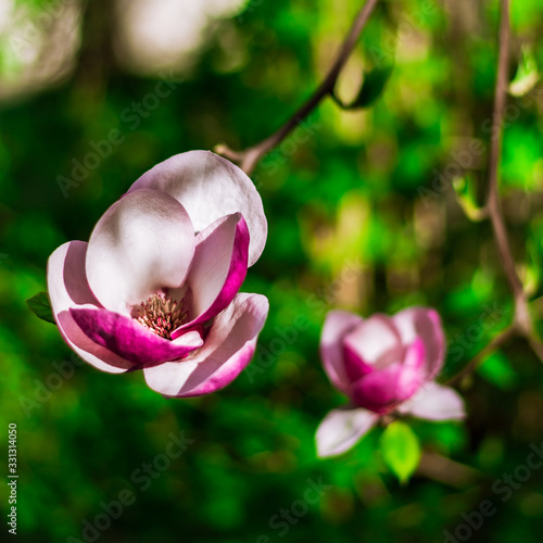 magnolie w ogrodzie photo