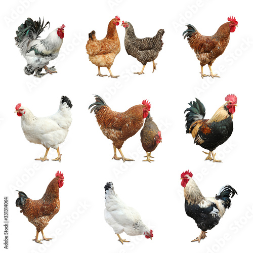 Collage with chickens and roosters on white background