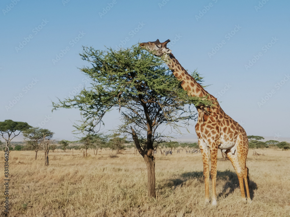 Obraz premium wide view of a giraffe feeding on acacia leaves at serengeti national park