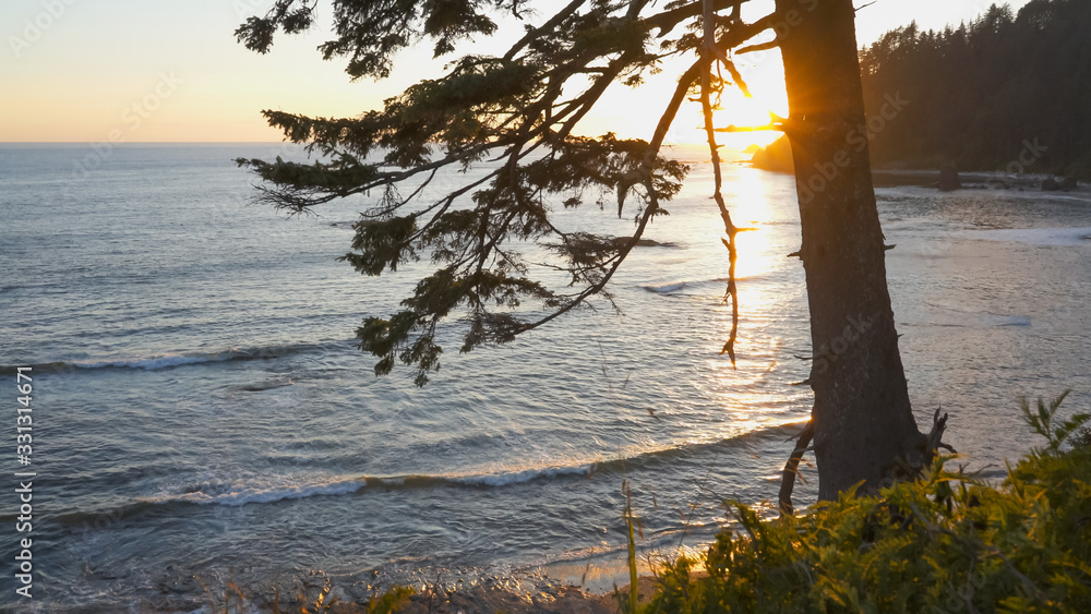 Εκτύπωση καμβά sunset shot of the coastline and a pine tree at rialto beach