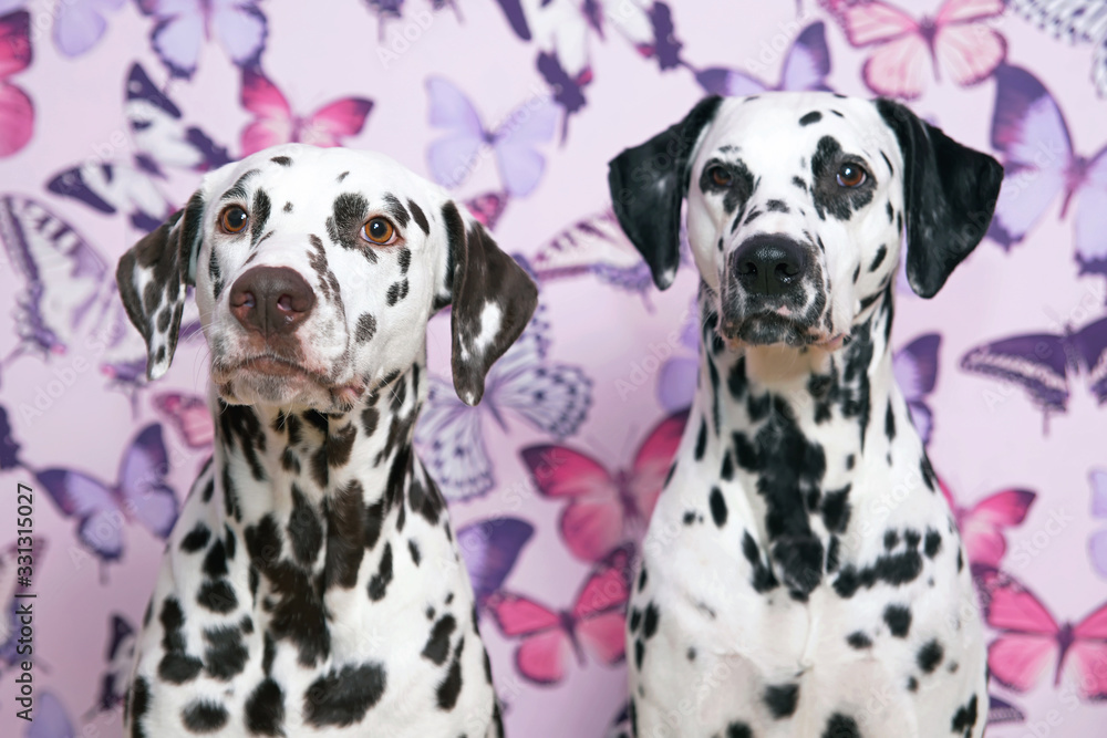 The portraits of two Dalmatian dogs (liver spotted and black spotted) posing together indoors on a pink wallpaper background with butterflies The portraits of two Dalmatian dogs (liver spotted and black spotted) posing together indoors on a pink wallpaper background with butterflies