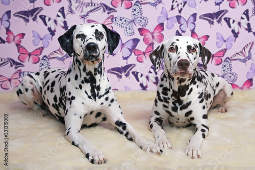 Two Dalmatian dogs (liver spotted and black spotted) posing together indoors lying down on a fluffy carpet on a pink background with butterflies