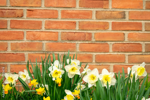 White and Yellow Tulips Against a Brick Wall