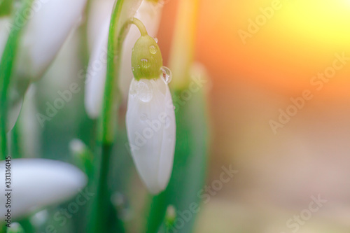 snowdrops. First spring flowers. Floral background. Flash in the photo. Water drops