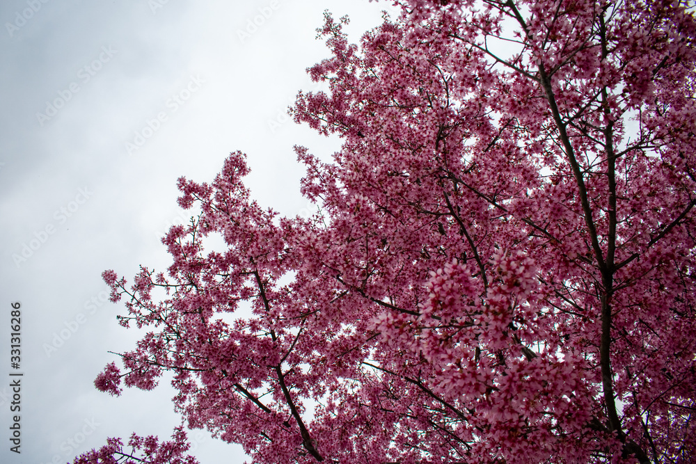 A Pink Cherry Blossom Tree Against a Cloudy Gray Sky A Pink Cherry Blossom Tree Against a Cloudy Gray Sky
