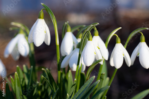 snowdrops. First spring flowers. Floral background. Flash in the photo. Water drops