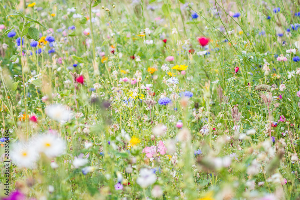 Wildblumenwiese