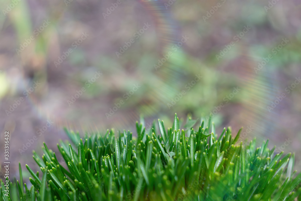 Obraz premium young green sprouts of leaves and stems of the first spring flowers on a blurred background in the spring forest