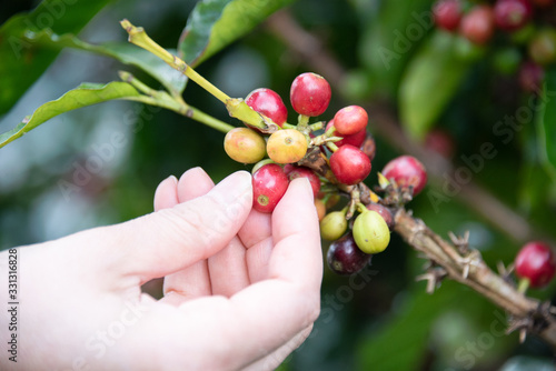 Holding Red Coffee Cherries, coffee beans