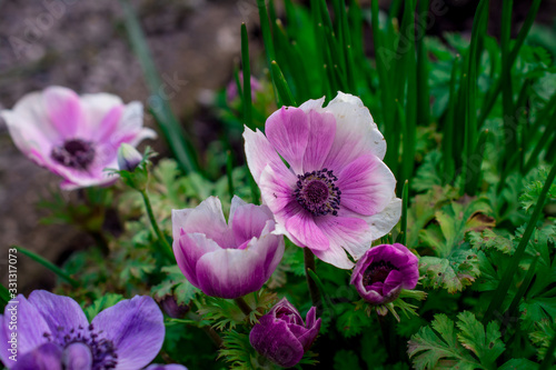 pink flowers in the garden photo