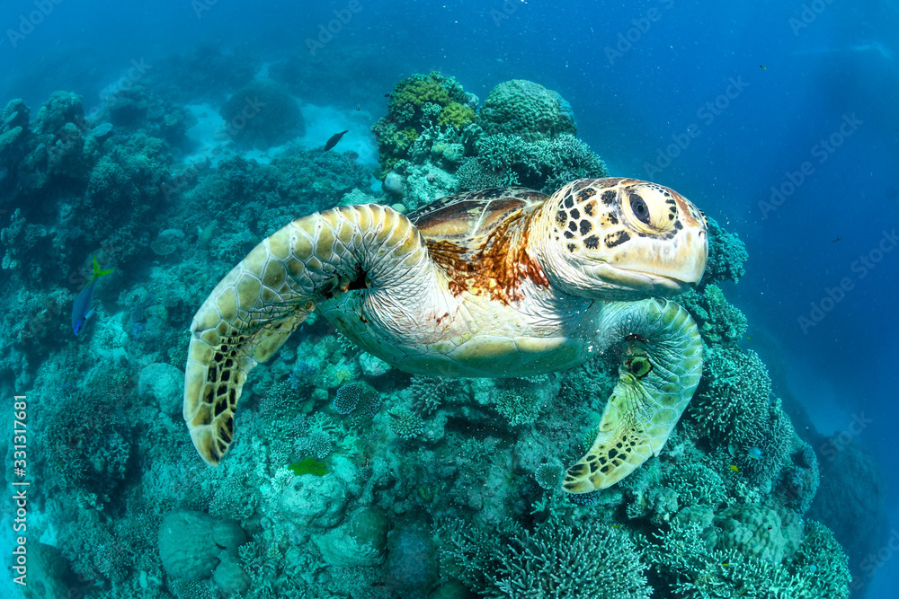Obraz premium sea turtle on coral reef