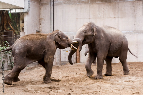 Fighting of young Asian elephant bulls in a house