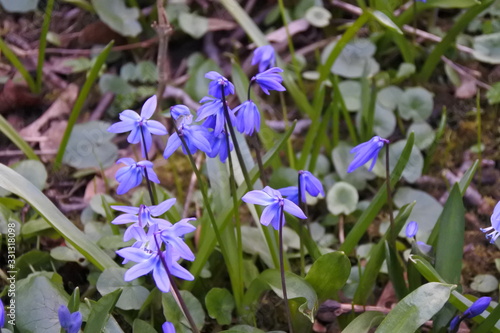 Warum schaust Du mich nicht an? -Sibirischer Blaustern