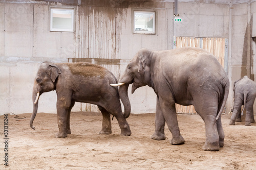 Interaction of young Asian elephant bulls in a house