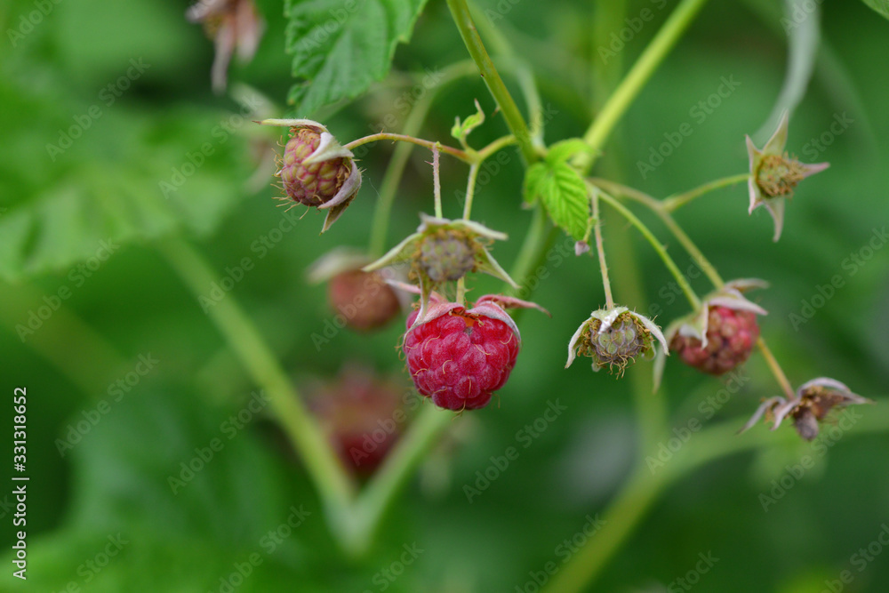 Ripe raspberry on a branch, macro shot. Beautiful red raspberry on green background, healing berry growing in summer garden Ripe raspberry on a branch, macro shot. Beautiful red raspberry on green background, healing berry growing in summer garden