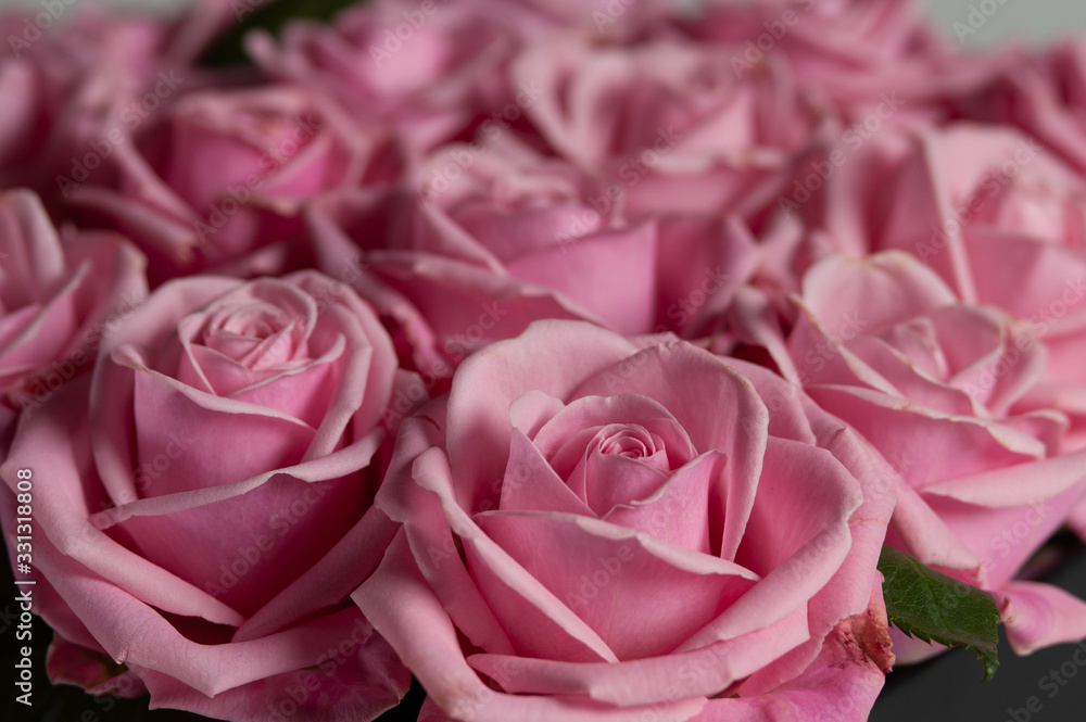 rosa rosa