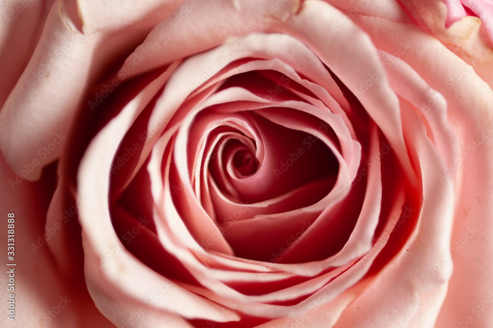 rose rose