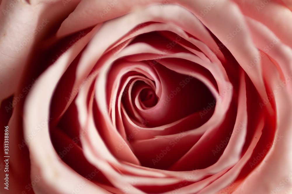rosa rosa