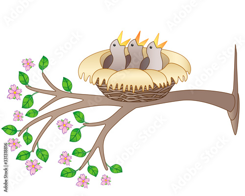 Three chicks are sitting in a cozy nest on a flowering branch - vector full color picture. Spring branch with flowers and leaves and a nest with chicks on it. Small newly hatched birds.