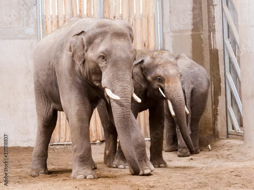 Interaction of young Asian elephant bulls in a house