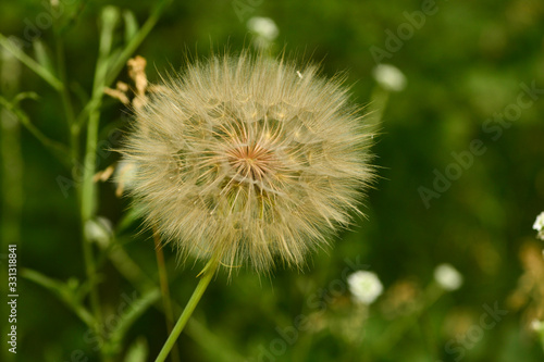 on a summer sunny day. Big dandelion salsify, Latin Tragopogon . close-up
