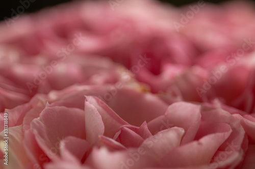 rose © ilfotografo