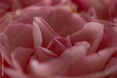 rosa © ilfotografo