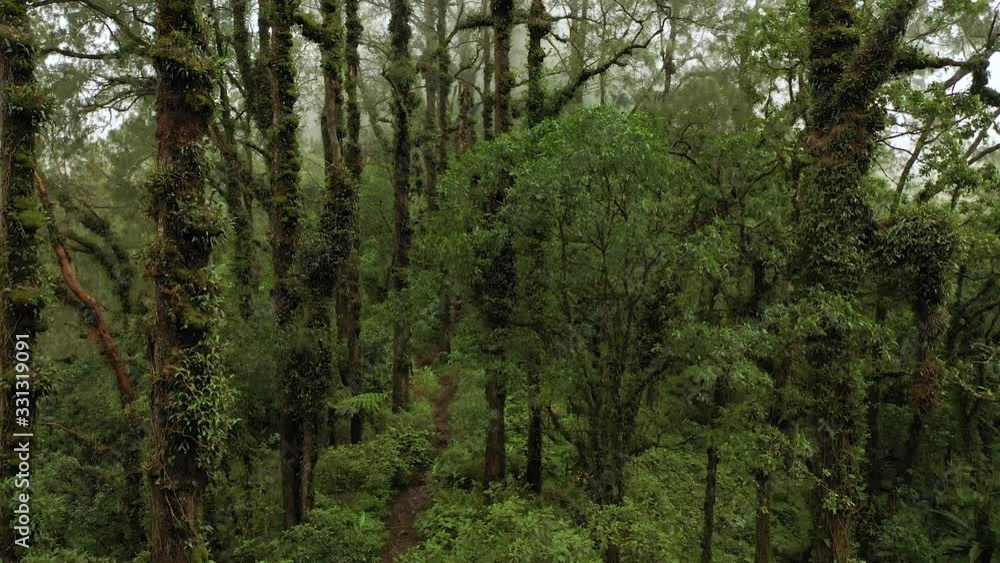 Magical forest on a volcano Magical forest on a volcano