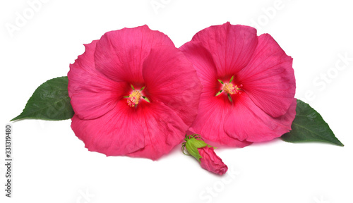 Two pink head hibiscus flower with bud and leaves isolated on white background. Flat lay, top view. Macro, object