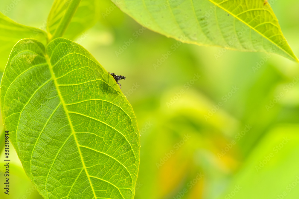 Close-ups of different insects inhabiting wild plants Close-ups of different insects inhabiting wild plants