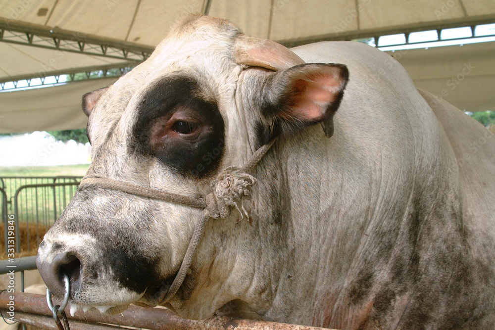 Ταπετσαρία Young bull from the Piedmontese Fassone breed